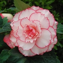 Бегония клубневая 'АмериГибрид Пикоти Уайт Пинк' (белая с розовой каймой)