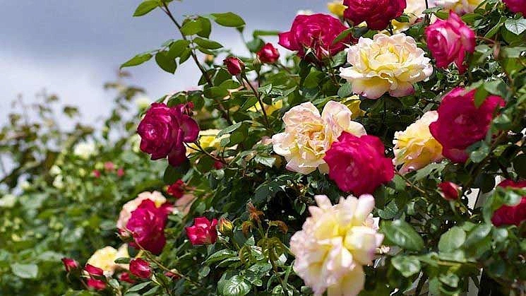 Роза 'Рампиканти полиантина' (плетистая, флорибунда)