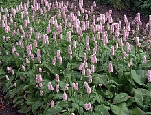 Горец змеиный 'Хоух Татра'