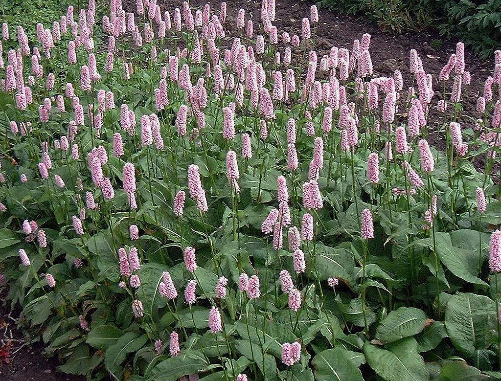 Горец змеиный 'Хоух Татра'