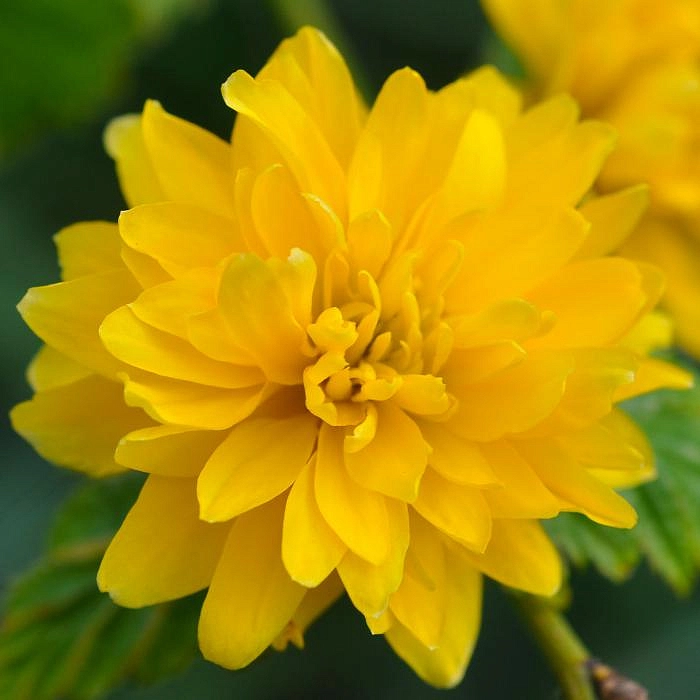 Керрия японская 'Пленифлора'