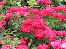 Роза 'Морден Аморетт' (парковая) (розовая)