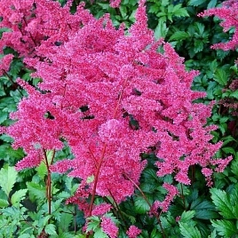 Астильба японская Везувий