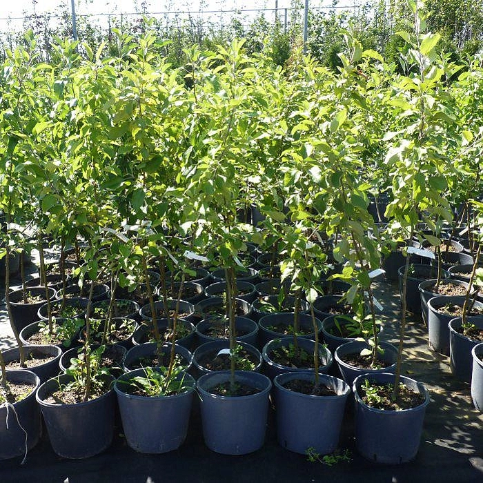 Яблоня домашняя 'Мечта' Яблоня домашняя 'Мечта'