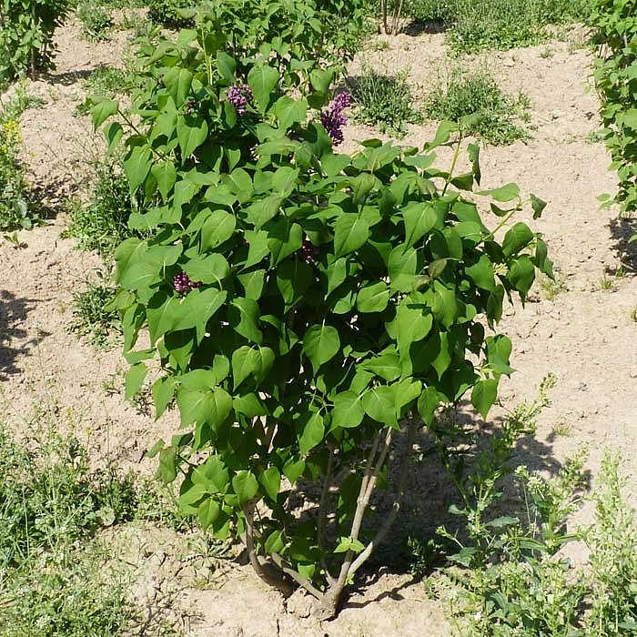 Сирень обыкновенная 'Рум фон Хорстенштайн' (пурпурно - голубая)