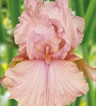 Ирис германский (бородатый) 'Блашинг Пинк'