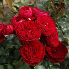 Роза 'Роткапчен' (флорибунда) (красная)