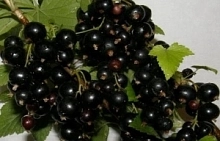 Смородина черная 'Диво Звягиной'