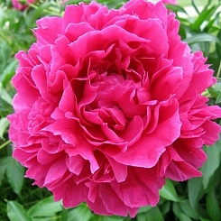 Пион молочноцветковый 'Феликс Крауссе' (малиновый)