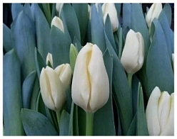 Многолетник Тюльпан