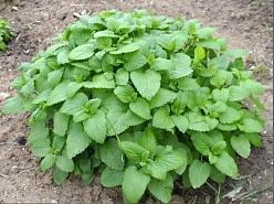 Мелисса лекарственная 'Мандарина Оранж Сентед'