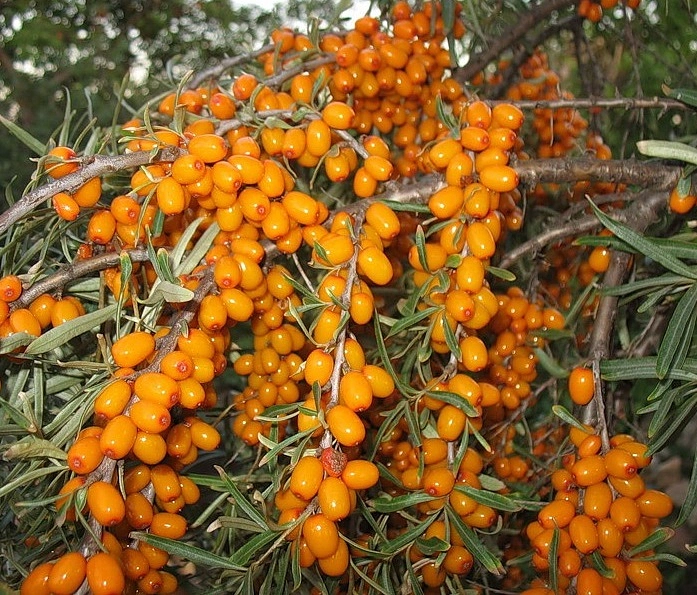 Облепиха 'Теньга'