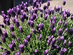 Лаванда стэха́дская 'Бандера Пурпл' (темно-сиреневая)