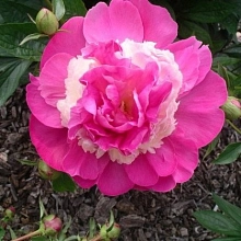 Пион молочноцветковый 'Камея' (розовый с белым)