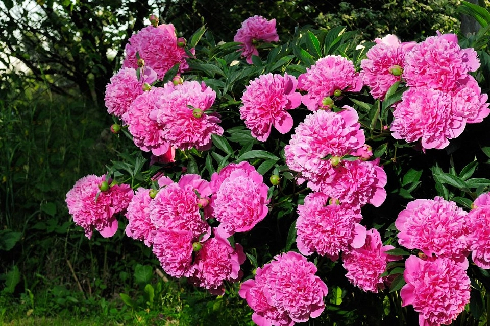 Пион молочноцветковый 'Гейбордер Джун' (розовый)