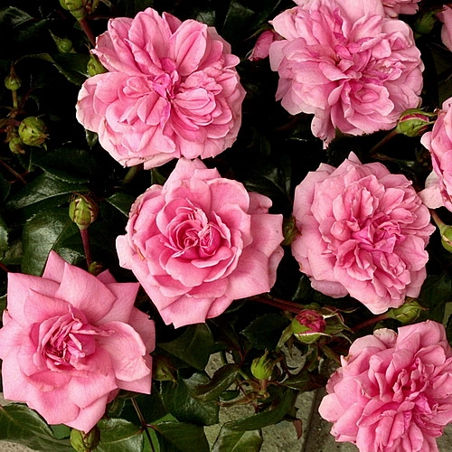 Роза 'Берлебург' (флорибунда) (розовая)