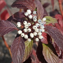 Дерен белый 'Сибирская жемчужина'