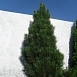 Сосна черная 'Пирамидалис' Сосна черная 'Пирамидалис'