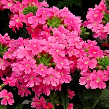 Вербена ампельная 'Экспресс Сан Пинк' (кашпо)