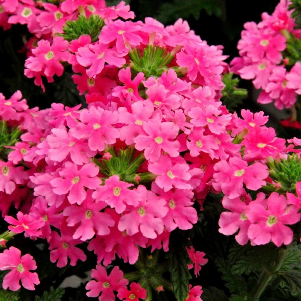 Вербена ампельная 'Экспресс Сан Пинк' (кашпо)