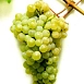 Виноград 'Цитронный Магарача'