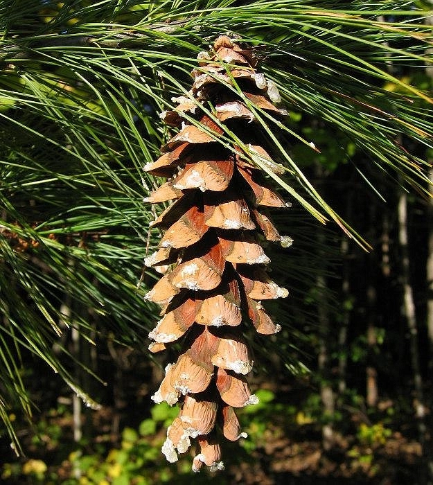 Сосна веймутова