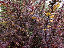 Барбарис обыкновенный 'Атропурпуреа'