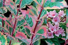 Вейгела японская 'Мэджикал Рейнбоу'