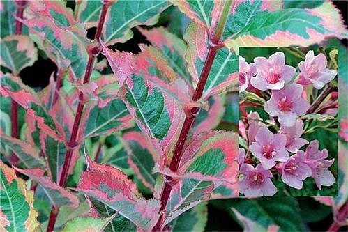 Вейгела японская 'Мэджикал Рейнбоу'