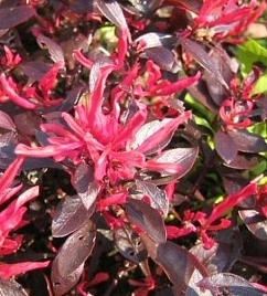 Альтернантера 'Бетзика красная'