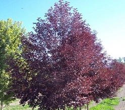 Черемуха виргинская 'Канада Ред'