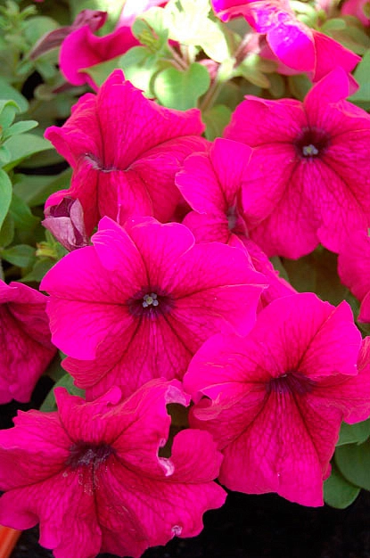 Петуния (сурфиния) гибридная 'Лимбо Бургунди' (светло розовая)