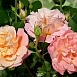 Роза 'Кубана' (шраб, флорибунда) (персиково - розовая)