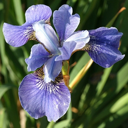 Ирис сибирский 'Блю Мун'