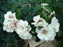 Роза 'Айс Мейландекор' (почвопокровная, шраб)