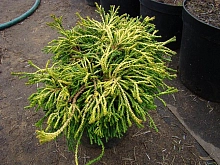 Кипарисовик тупой 'Гитте'