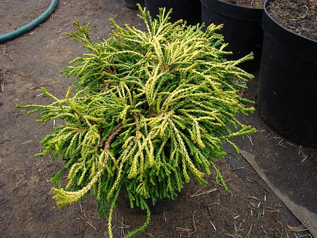 Кипарисовик тупой 'Гитте'