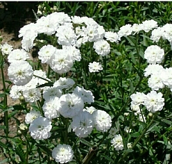 Тысячелистник птармика 'Жемчужница'