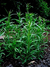 Эстрагон (тархун) 'Монарх'