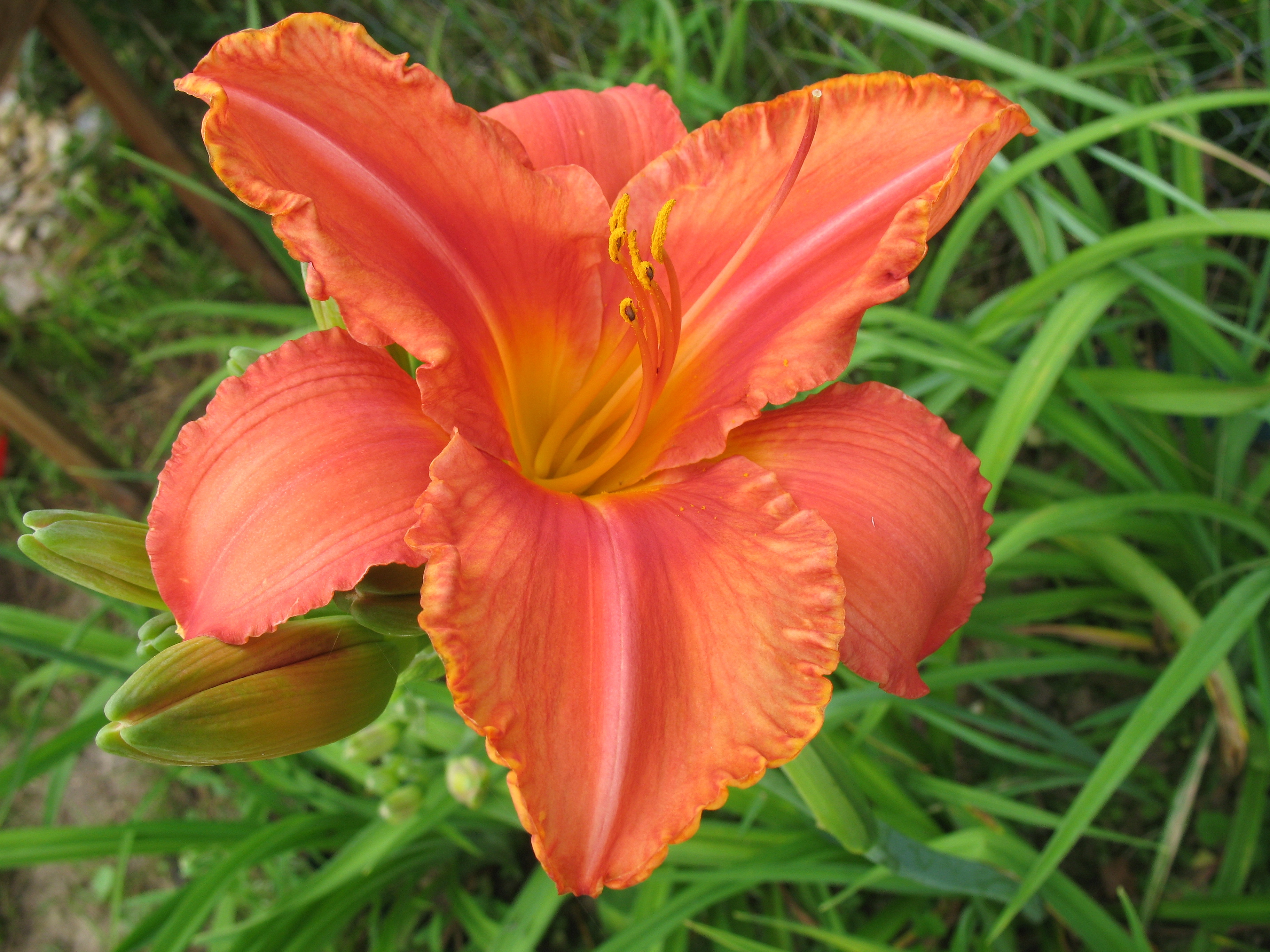 Лилейник гибридный 'Саут Сиз'