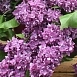 Сирень обыкновенная 'Огни Донбасса' (фиолетово - лиловая)