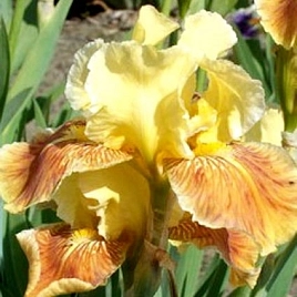Ирис германский (бородатый) 'Голден Маффин' 