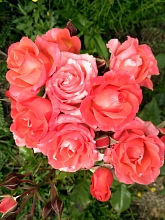 Роза 'Арно Дельбар' (флорибунда) (коралово - розовая)