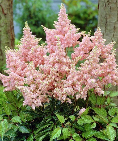 Астильба Арендса 'Сестра Тереза' (кремово - розовый)