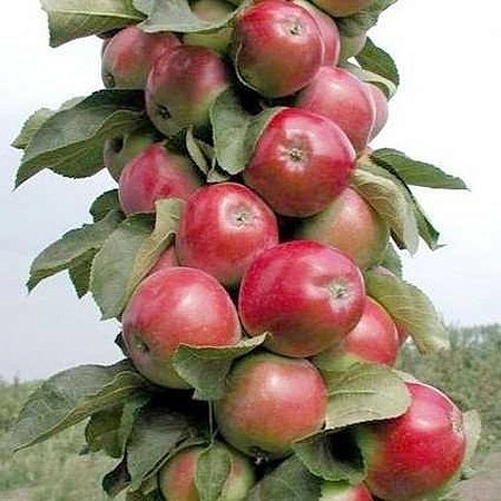 Яблоня колоновидная Триумф купить по цене 0,00 руб. руб. в Москве впитомнике растений Южный