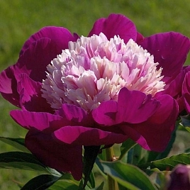 Пион молочноцветковый 'Уайн Ред'