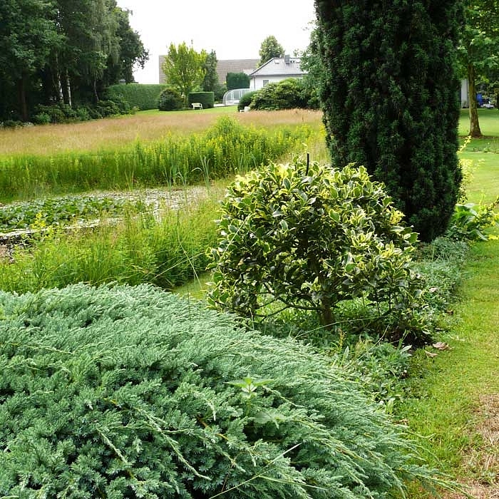 Можжевельник чешуйчатый 'Блу Карпет'