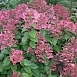 Гортензия метельчатая 'Эрли Сенсейшн'