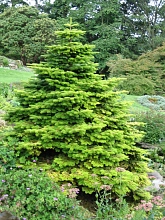 Пихта корейская 'Ауреа'