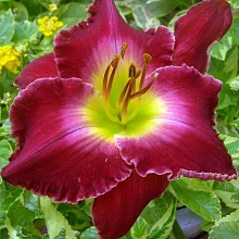 Лилейник гибридный 'Франсис оф Ассис'